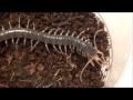 Handfeeding Centipede (HD)