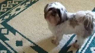 Bandit, our Shih Tzu,  Hates Baths! by Tammy Skinner Pugh 334 views 6 years ago 29 seconds