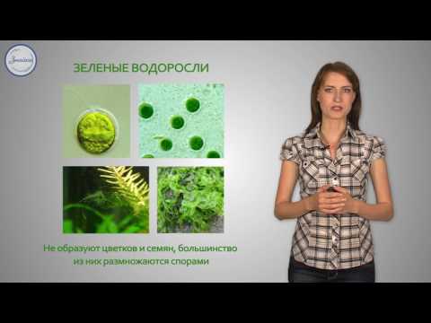Биология 6 Низшие растения водоросли