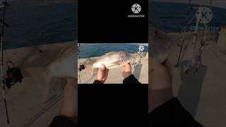 Συναγρίδα με JLC Hipi Evo #fishing #fish #ψάρεμα #shorts #spinning