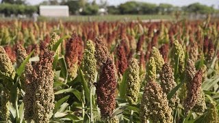 What Is Sorghum – Information About Sorghum Plants