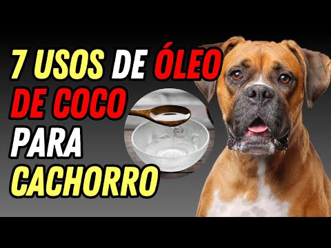 Vídeo: Que emoções fazem cães realmente experiência?