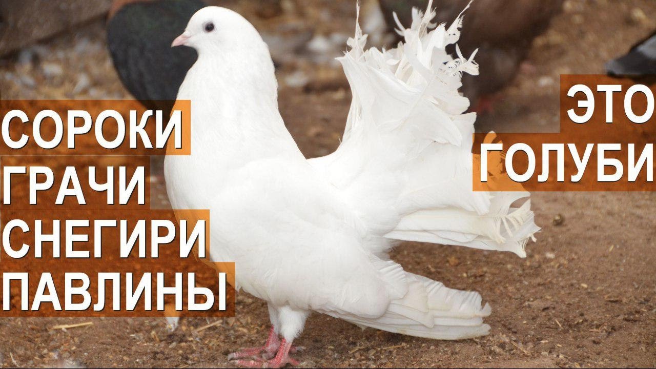Голуби: Снегири, грачи, сорока, павлин и другие в птичьем парке Сергея Абрамова.