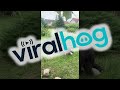 Bush Contains Many Border Collie Puppies ViralHog Bush Contains Many Border Collie Puppies ViralHog