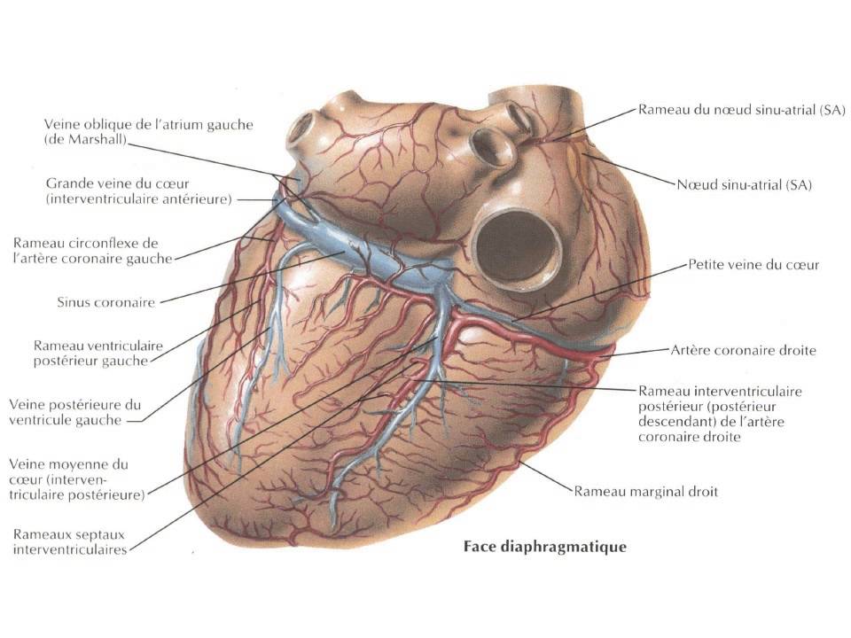 Anatomie coeur