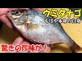 ウミタナゴの○○を沖漬けにしたら珍味ですごかった！堤防で釣ったアジとイワシとウミ…