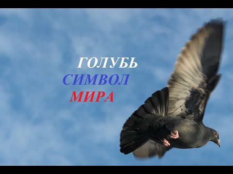 Всероссийская акция ГОЛУБЬ СИМВОЛ МИРА