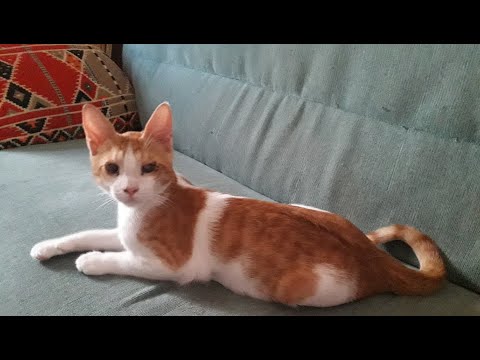 Видео: Знакомьтесь: Пити [Meet my kitten: Pity]