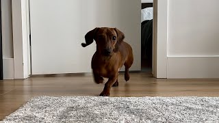 Mini dachshund follows us around