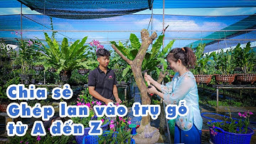 CHIA SẺ CÁCH GHÉP LAN DENDRO VÀO TRỤ GỖ TỪ A ĐẾN Z. ĐƠN  GIẢN DỄ THỰC HIỆN