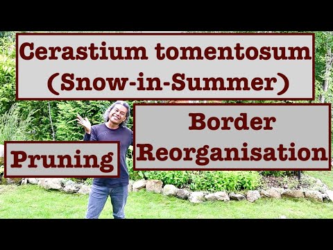 Cerastium tomentosum (Snow-in-Summer) Pruning & Border Reorganisation