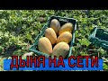 Уборка дыни на супермаркет!