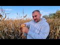 Влажность кукурузы