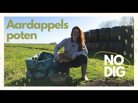 Video: Wat maakt een aardappel tot een gemodificeerde stengel?