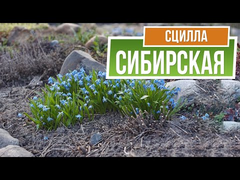 Video: Scilla Siberiane: përshkrim, mbjellje, kujdes, foto