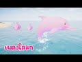 เพลงโลมา เล่นน้ำ - KidsMeSong Music Official