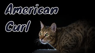 Get to Know the American Curl | Cute Cats | Cute & Spunky Cats by Cute & Spunky Cats 167 views 1 year ago 4 minutes, 4 seconds