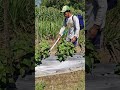 Spraying plants with a unique tool-Agriculture farming #shorts