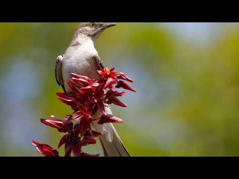 Video: Gri örümcek kuşu: kuş yaşamı, habitatlar, ilginç gerçekler