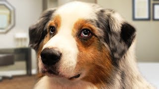 Australian Shepherd Dog Compilation @SadCatGo