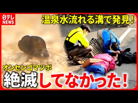 激レア 美品 大分県産 蓋付き オンセンゴマツボ 激レア 美品