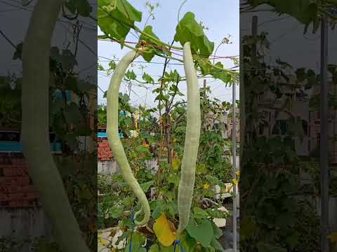 Video: Snake Gourd Info - Ինչպես աճեցնել Snake Gourds