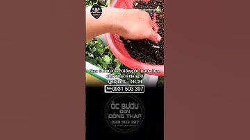 Giao 3.000 con cho khách ở HCM | ốc bươu đen | ốc giống | ốc lác | ốc bươu đồng tháp