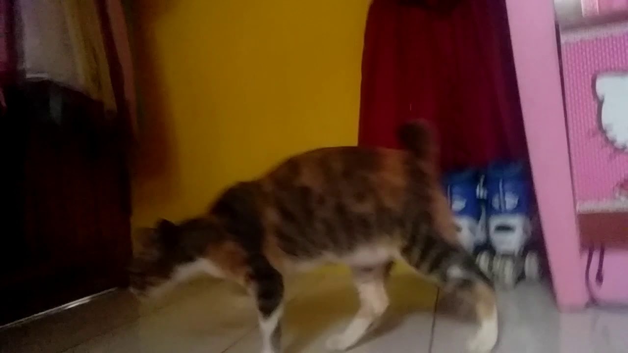  Kucing bermain  3 YouTube