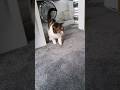 23 Year Old Cat Comes Looking For Dad ❤️