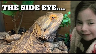 Bearded Dragon Daily Routine! If Beardies Could Talk