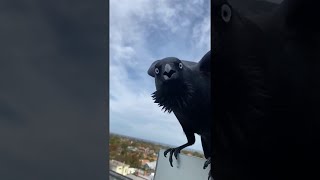 Man Befriends Wild Raven || ViralHog