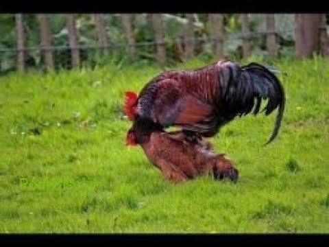 Rooster Group Mating With Chicken / Hen