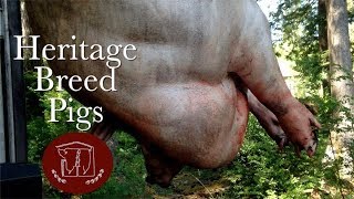 What is a Heritage Pig and Why Would You Raise One? America S Next Pork Kings 4 Heritage Pig Breeds Dominating The Industry Today