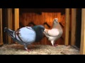 Documentary on fancy pigeon breeding