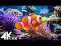Aquarium 4k ultra  beautiful coral reef fish  sleep relaxing meditation music 99