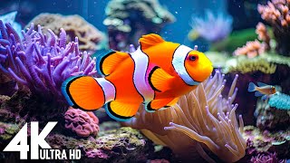 Aquarium 4K VIDEO (ULTRA HD)  Beautiful Coral Reef Fish  Sleep Relaxing Meditation Music #99