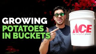 How to Grow Potatoes in Buckets: Planting Techniques!