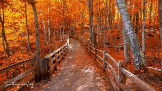 картинка: Красивая осенняя музыка 🍁 Спокойная музыка, успокаивает нервную систему и освежает душу.
