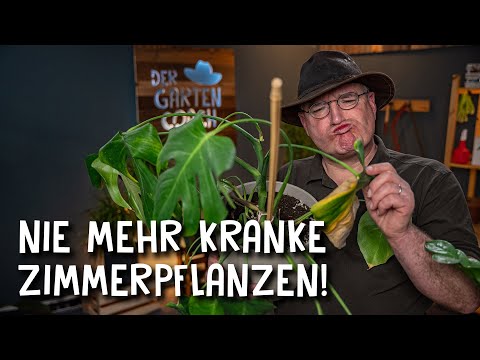 Video: Transpiration von Zimmerpflanzen - Erfahren Sie mehr über Pflanzen, die Ihrem Zuhause Feuchtigkeit verleihen