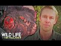The Devastating Effects Of Tasmanian Devil Facial Tumours | Full Episode | Wildlife Of Tim Faulkner