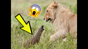 Qual è il carnivoro più pericoloso al mondo?