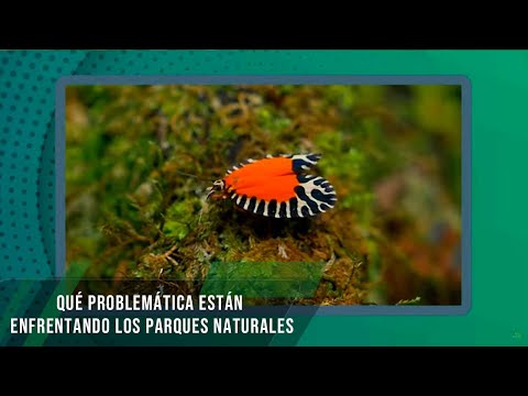 Qué problemática están