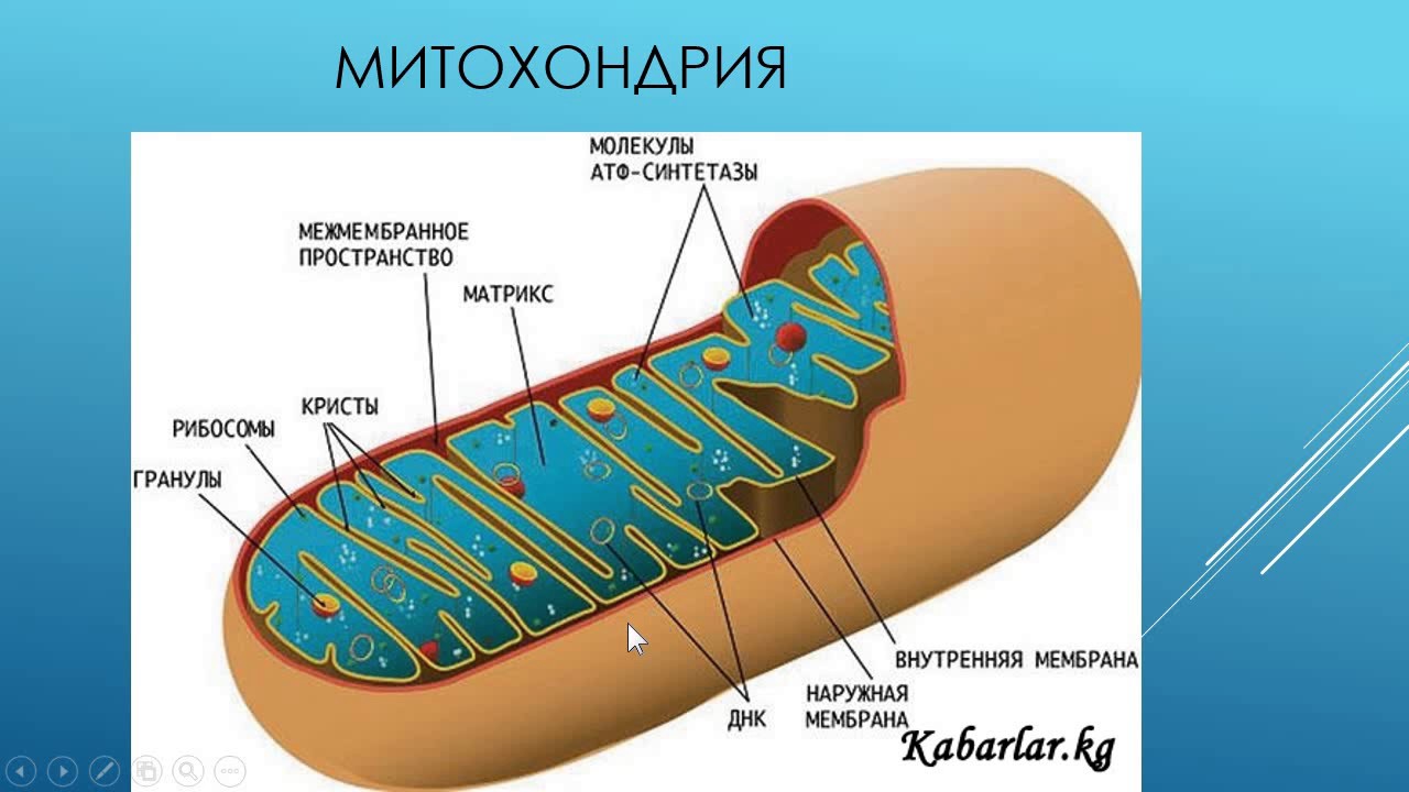 Описание строения митохондрии. Строение митохондрии клетки. Строение митохондрии растительной клетки. Схема строения митохондрии. Мембрана митохондрий.