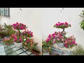 How to Make a New Style Portulaca Grandiflora Hanging Flower Bonsai with a Stunning Diagnose