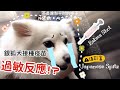 狗狗在韩国接种狂犬疫苗过敏？！
