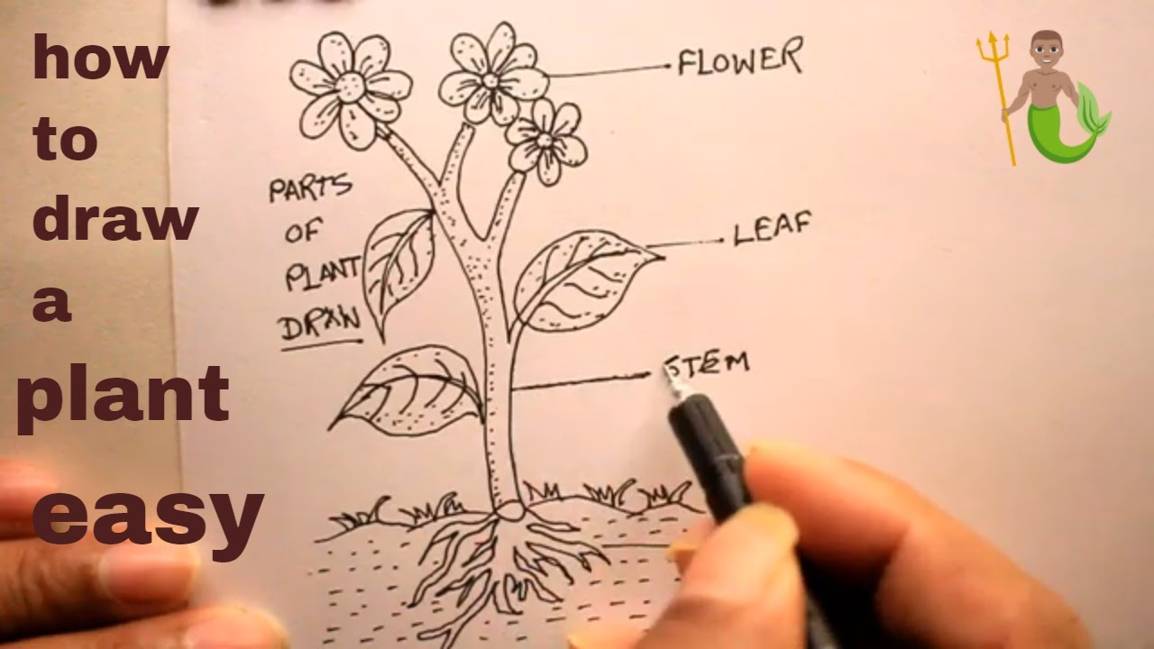 Class 6 Food] What are the Different parts of plant? - Teachoo