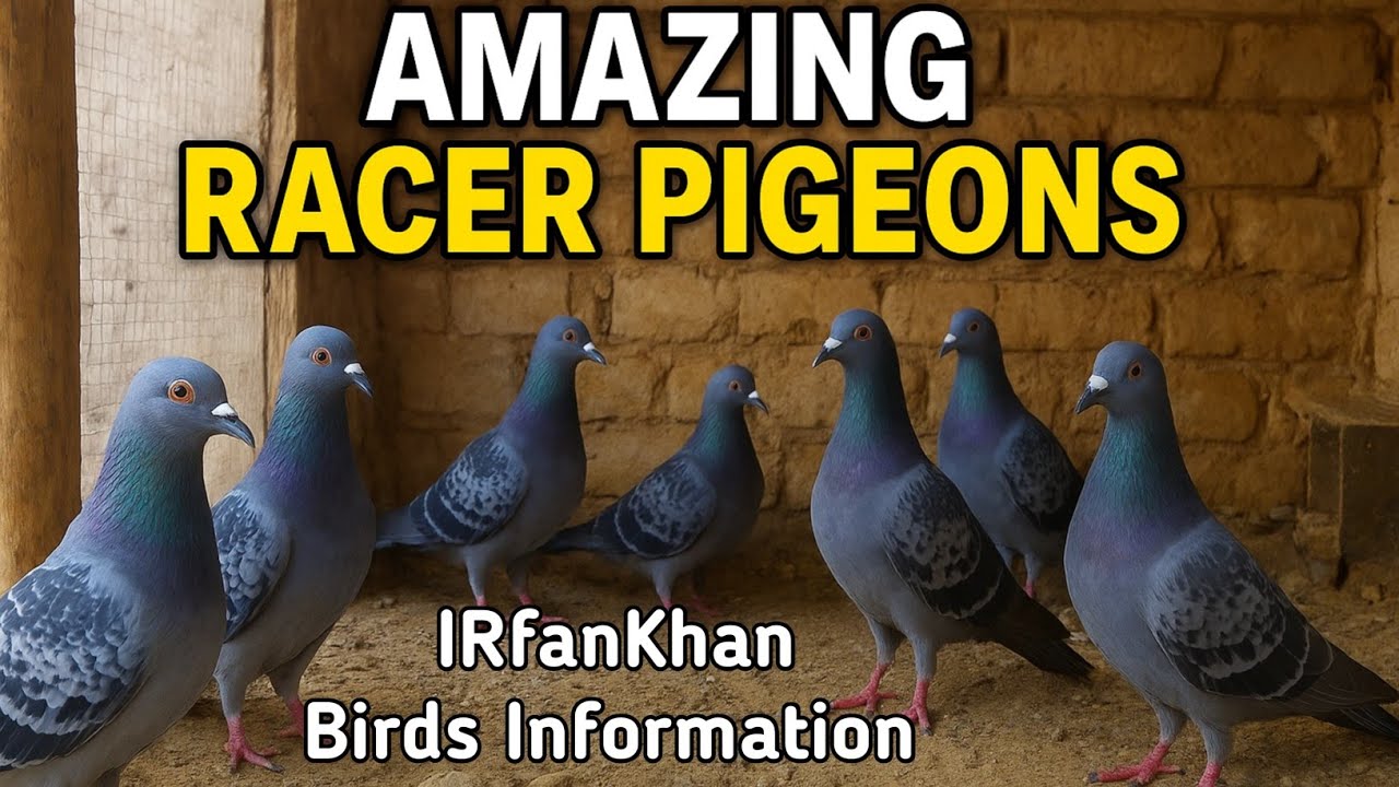 amazing racer pigeons video | high flying racing pigeon breeds video ...