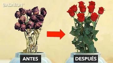 ¿Cuál es la flor que no se marchita?