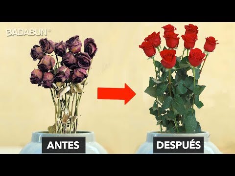 Video: ¿Cómo revivir rosas marchitas?