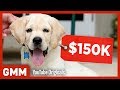 Most Expensive Pets on Earth (GAME)